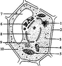 细胞质中10.(7.0分) 如下图所示,是植物细胞亚显微结构示意图,